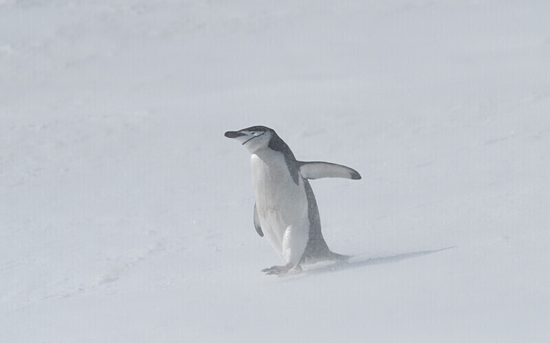 Halfmoon Island - Ushuaïa Malvinas South Georgia Antartica Peninsula