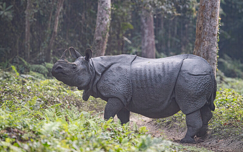 Rhino - Kaziranga National Park Noth East India 2025