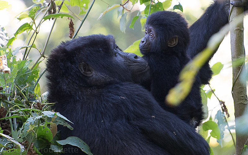 Bwindi (Ruhija) - Uganda 2016