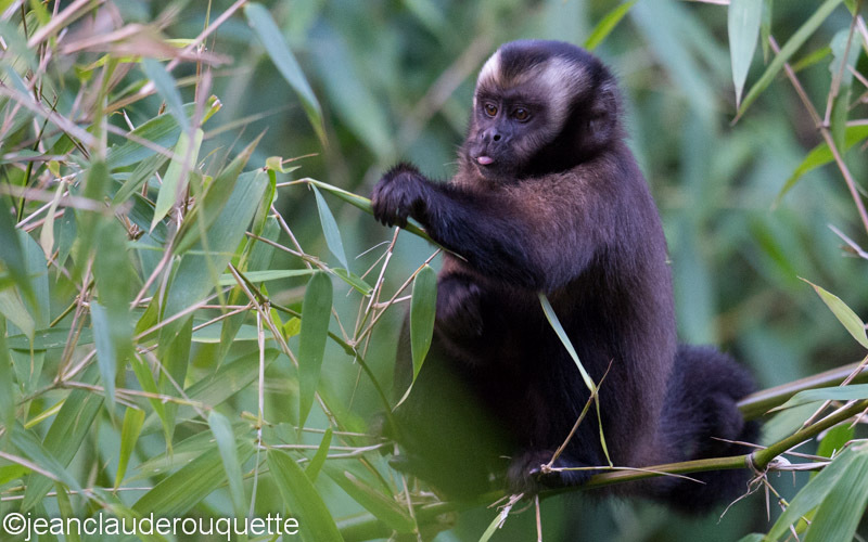 Brown Capuccin - Manu national park (Peru 2015)