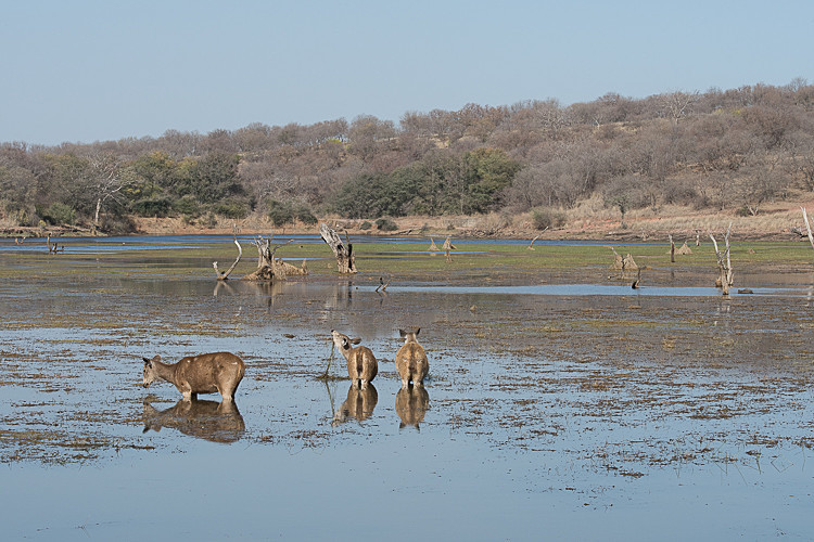 Sambars - Ranthambhore 2017