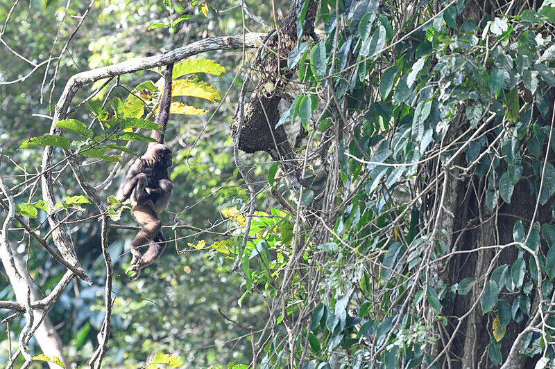 Kinabatangan river - Sabah avril 2024 Borneo Malaisie