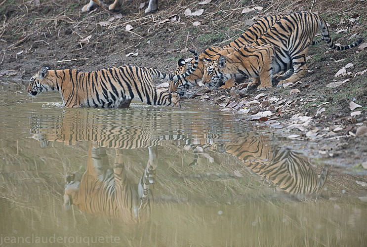 Going for a bath! - Tadoba national park (India 2016)