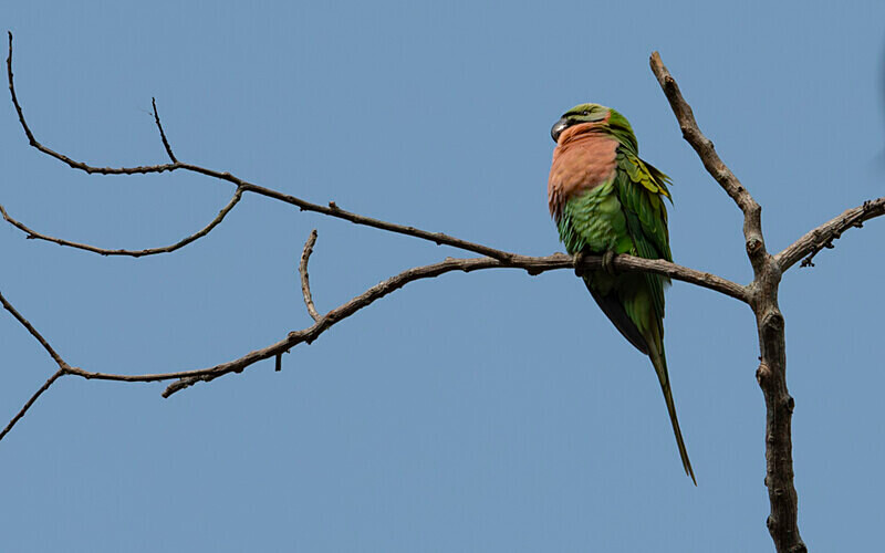 Red-breasted Parakeet - Kaziranga National Park Noth East India 2025