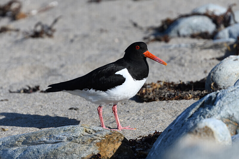 Unst - Shetlands and Cairngorn national park (Scotland)
