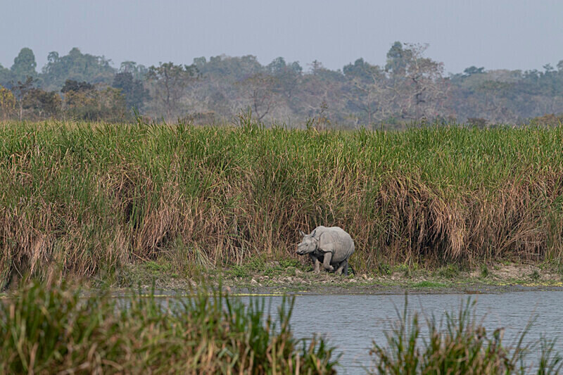 Rhino inside the elephant grass - Kaziranga National Park Noth East India 2025