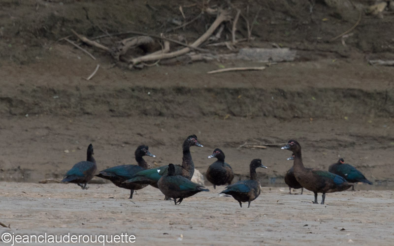 Muscovy Duck - Manu national park (Peru 2015)