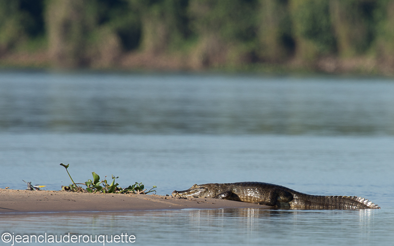 Caiman - Pantanal Brazil 2015