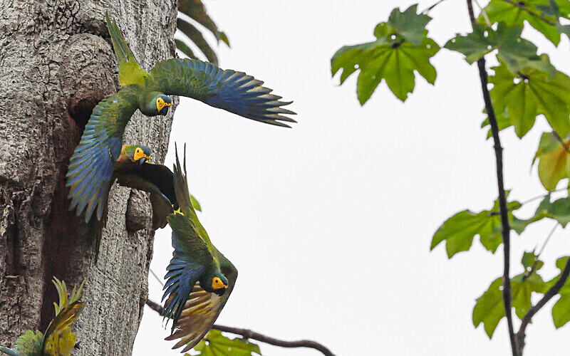 Red-Bellied Macaw - Pacaya Samiria Pérou 2022