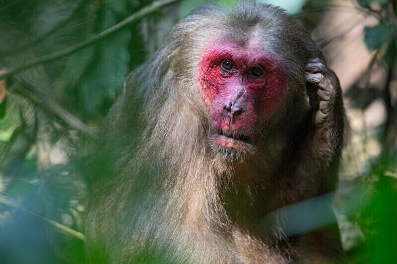 Male stump-tailed Macaque - Hollongapar wildlife sanctuary North East India 2025