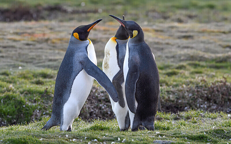  - Ushuaïa Malvinas South Georgia Antartica Peninsula