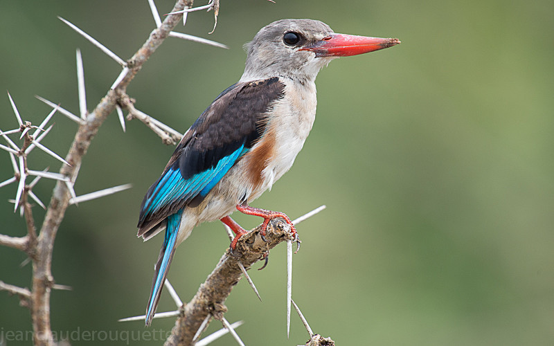 Murchison - Uganda 2016