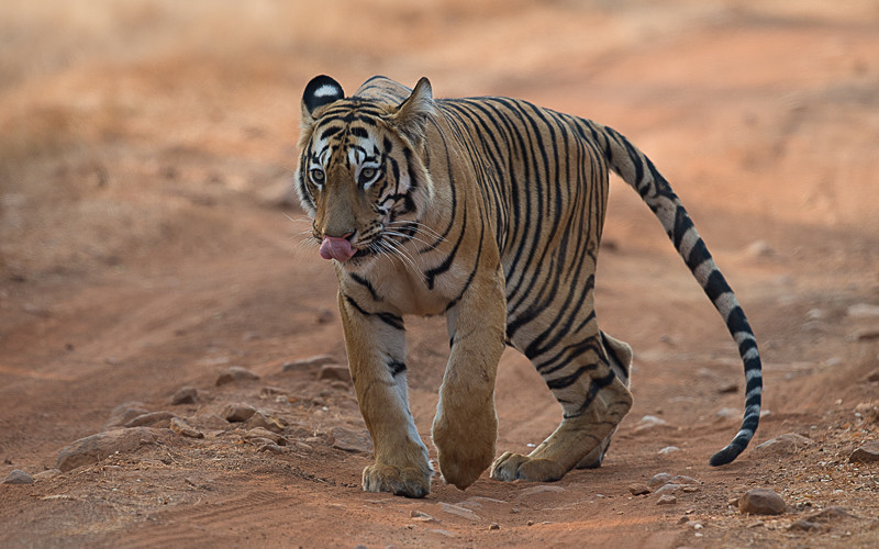  - Tadoba national park 2017