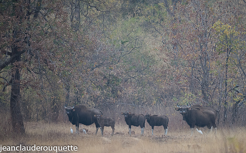Gaur's family - Tadoba national park (India 2016)