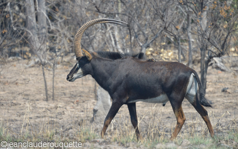 Sable antelope - Kafue N.P. (Zambia2014)