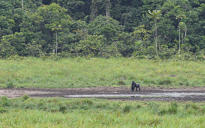 Siver back in the baï - Ivindo national park (Gabon 2024)