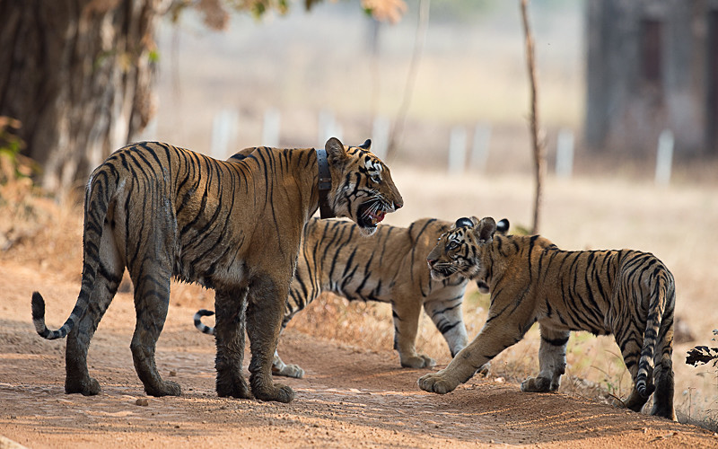  - Tadoba national park 2017