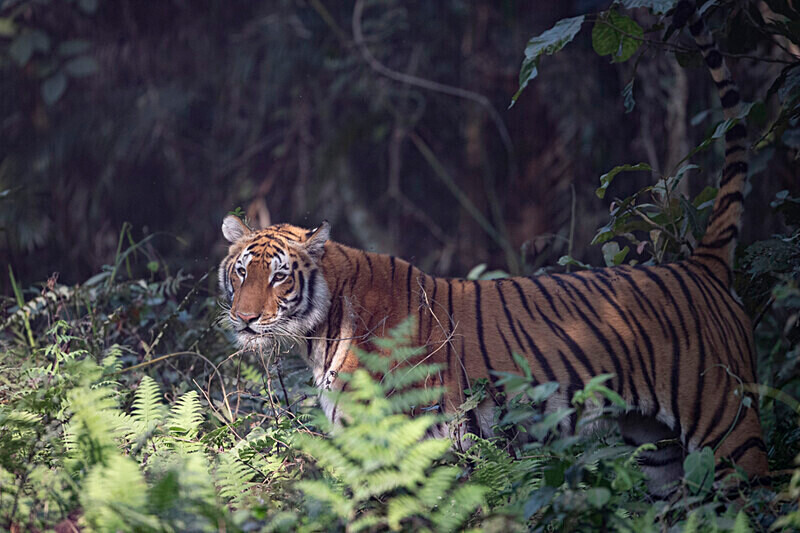 Tigress - Kaziranga National Park Noth East India 2025