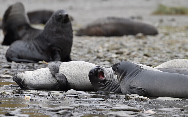 Young Elephants seals - Ushuaïa Malvinas South Georgia Antartica Peninsula
