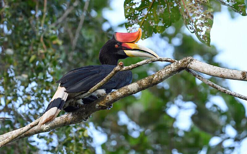 Kinabatangan river - Sabah avril 2024 Borneo Malaisie
