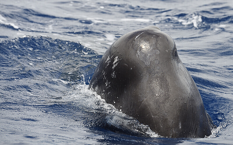 The nose of the calf - Açores 2020