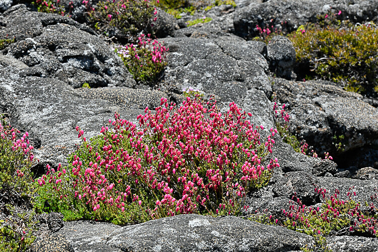 Queiro' bruyère (Daboecia Azorica) - Açores 2020