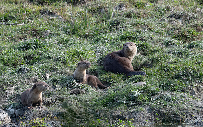 Otters family - Kaziranga National Park Noth East India 2025
