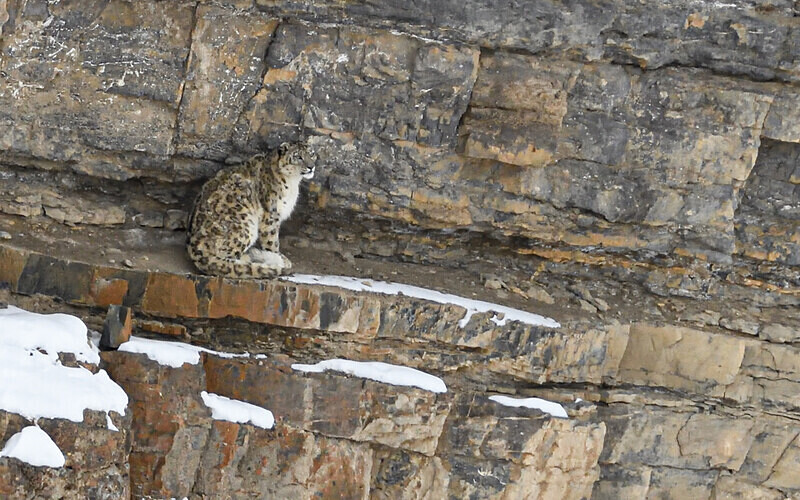 Snow Leopard - Spiti panthère des neiges  Inde 2023
