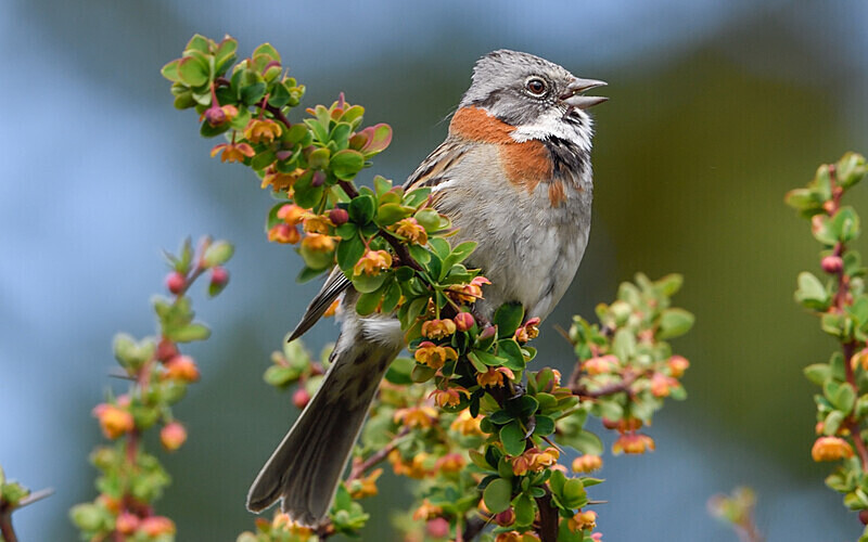 Rufous-collared Sparrow - Ushuaïa Malvinas South Georgia Antartica Peninsula