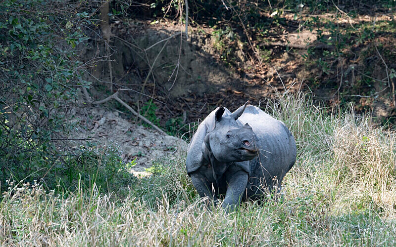 Rhino - Kaziranga National Park Noth East India 2025