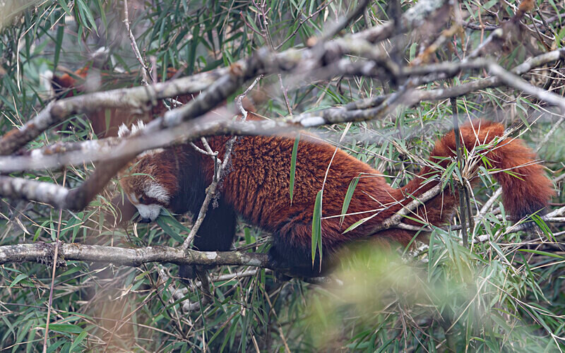 Red Panda - Singalila National Park February 2025 North East India