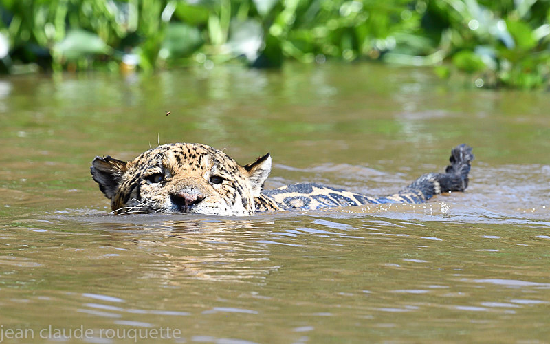  - Pantanal 2018 Porto Jofré