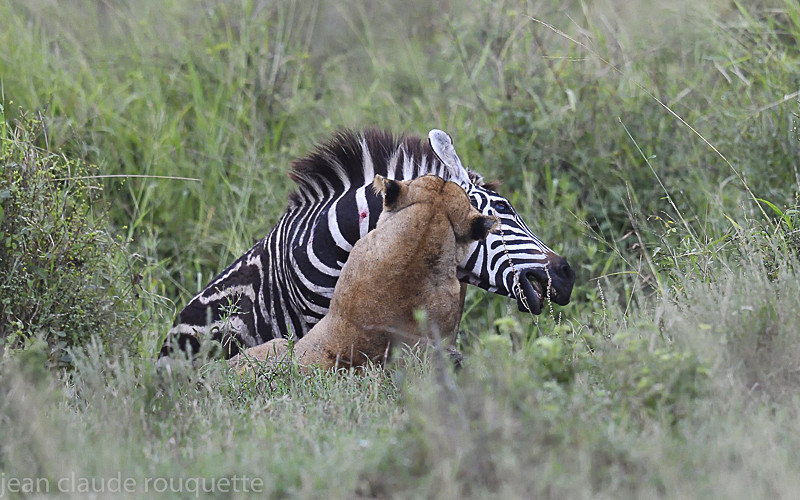  - Serengeti N.P. and N'Gorongoro Tanzania 2018