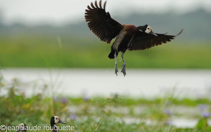 White-faced Tree Duck. - Mabamba swamp and M'Buro N.P. (Uganda 2012)
