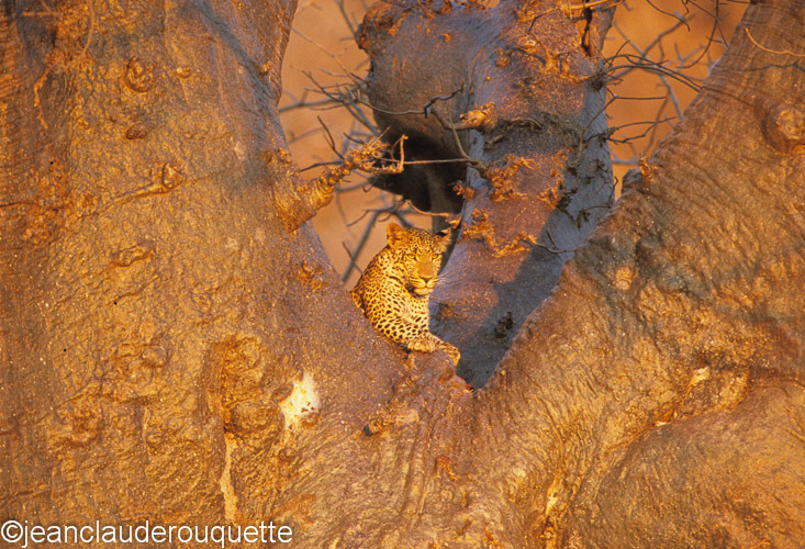 A leopard in a baobab tree. - Ruaha N.P. Tanzania 2007