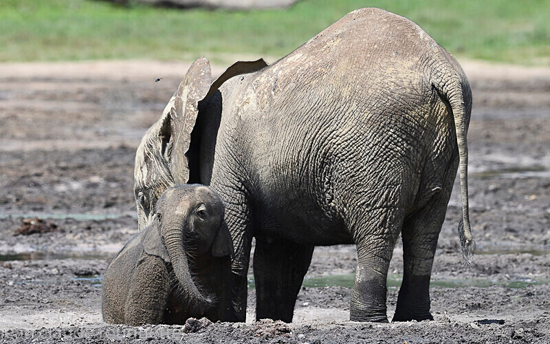  - Dzanga Sangha National Park (République Centrafricaine) 2019