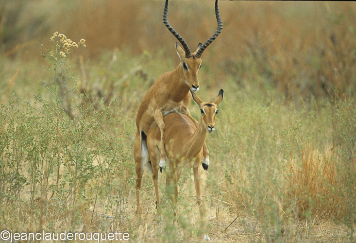 Impalas - Ruaha N.P. Tanzania 2007