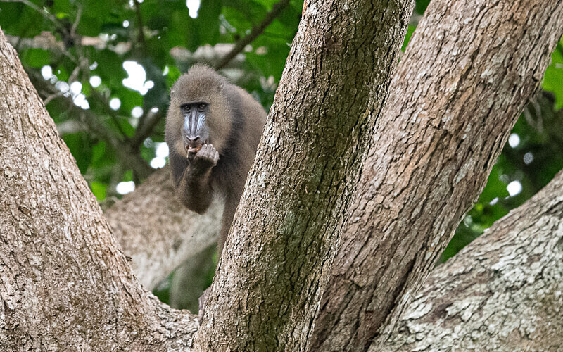 Young male mandrill - Parc national de La Lope (Gabon 2024)