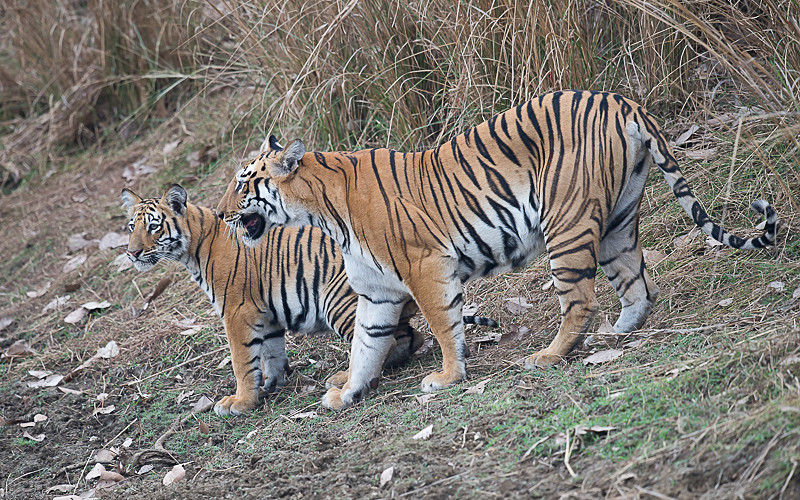 Maya and her cub - Tadoba national park (India 2016)