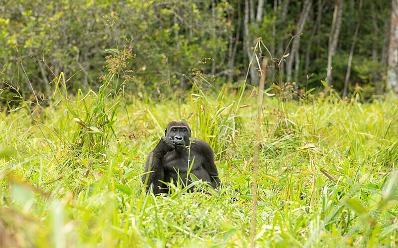  - Loango national park (Gabon 2024)
