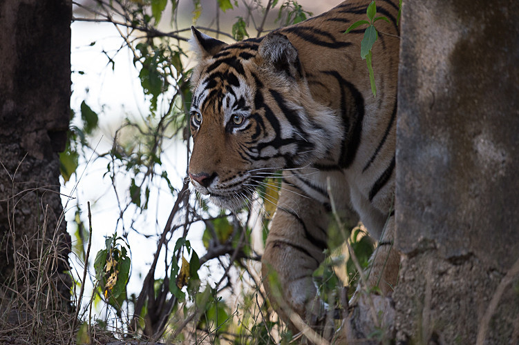  - Ranthambhore 2017