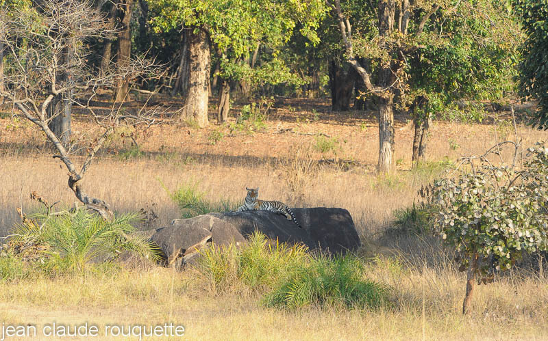 Young tiger on the rock. - Kanha and Corbet national parks (India 2011)