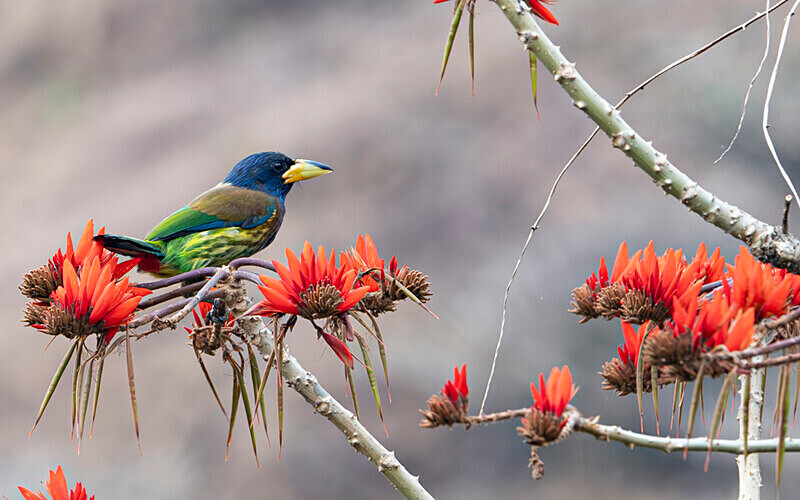 Great Barbet - Latpanchar