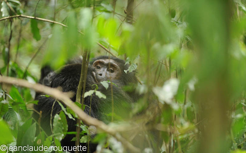 The kiss. - Kibale N.P. Uganda 2012