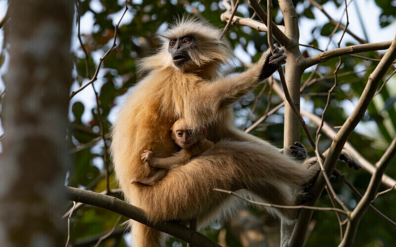 Golden Langur - Manas National Park North East India 2025