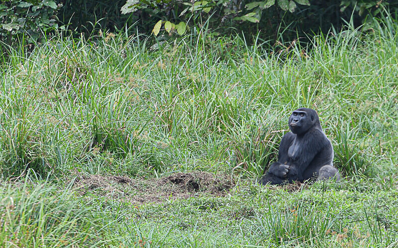 Silver back - Ivindo national park (Gabon 2024)