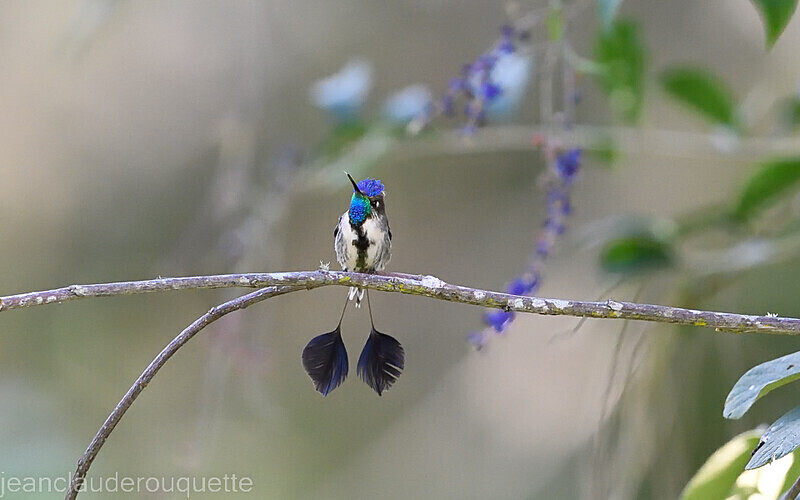 Marvellous Spatuletail Male - Huembo lodge  2022 Colibris du Pérou