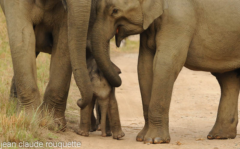 The females take care about the baby - Kanha and Corbet national parks (India 2011)