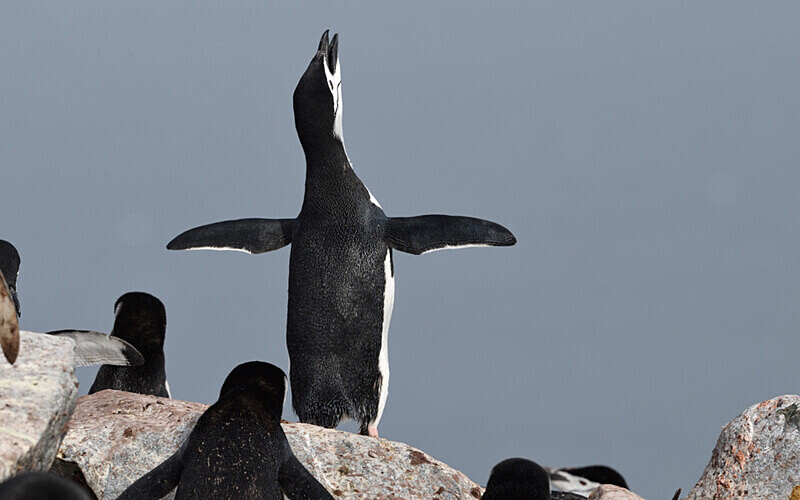  - Ushuaïa Malvinas South Georgia Antartica Peninsula