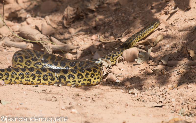 Anaconda - Pantanal Brazil 2015